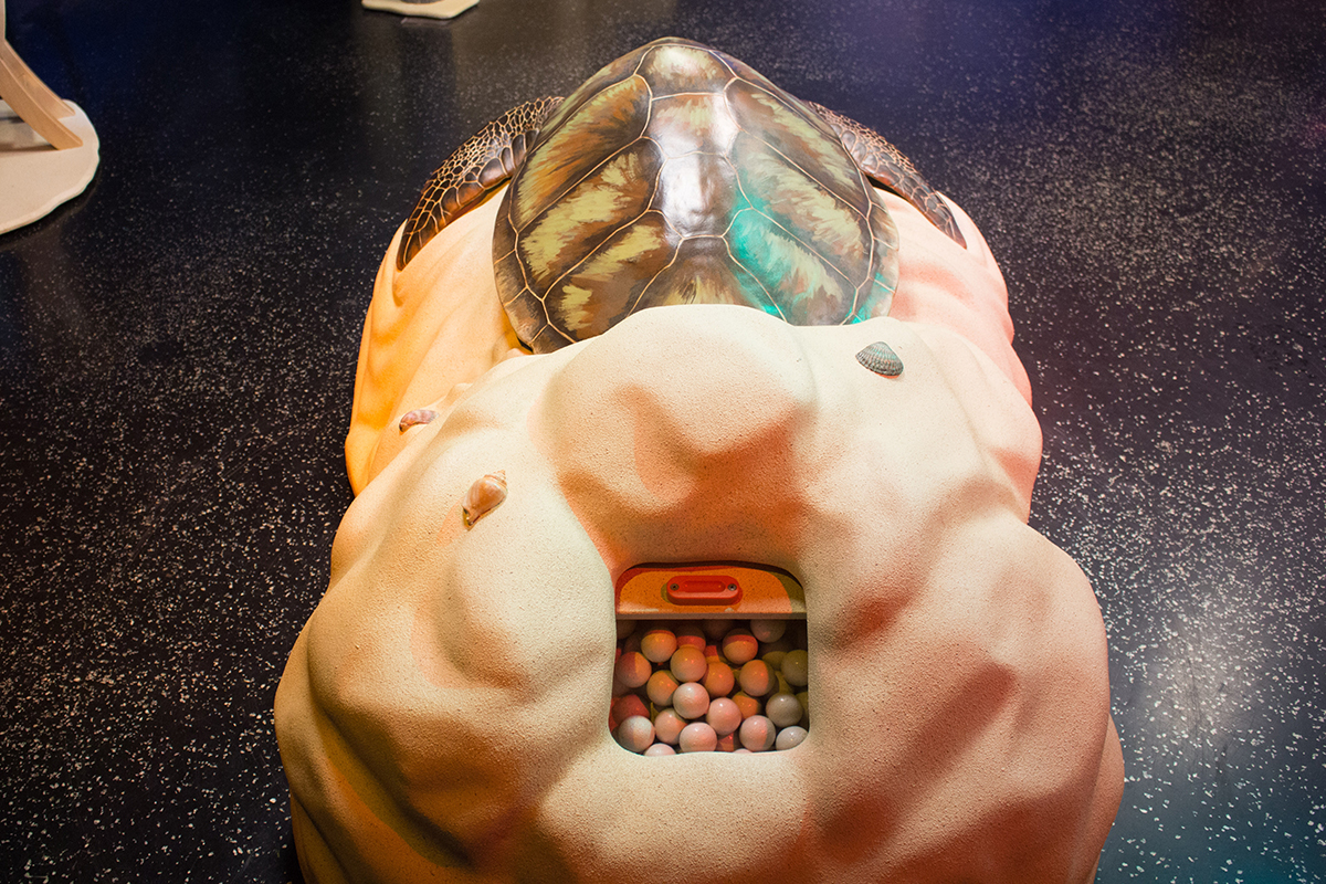 back side of the sea turtle model